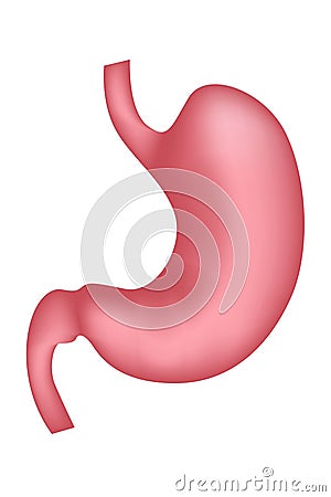 human stomach. Digestive system. Vector Illustration